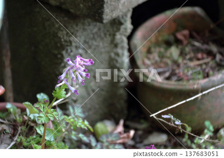 Murasakikeman（紫色花） 137683051