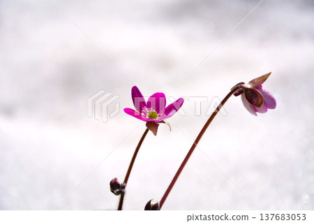 Pink yukiwarikusa flowers blooming in the snow Pink yukiwarikusa flowers blooming in the snow 137683053