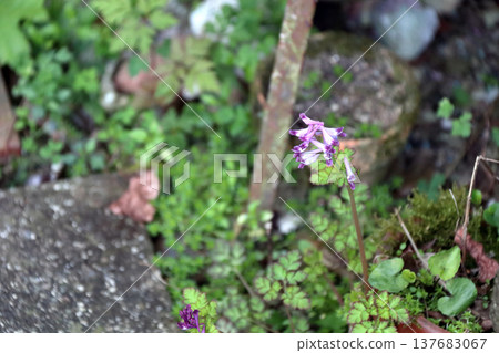Murasakikeman（紫色花） 137683067