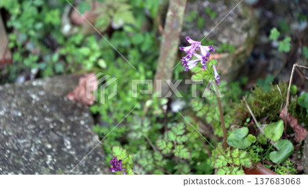 Murasakikeman (purple flower) Murasakikeman (purple flower) 137683068