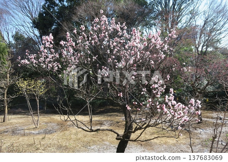 Apricot tree Apricot tree 137683069