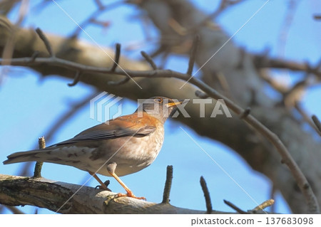 A white-bellied thrush (wild bird) perched on a tree branch. 137683098