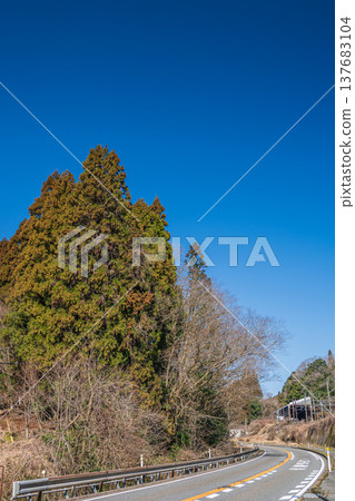 Coniferous forests of Oku-Biwako, Omi-Shiotsu, Nagahama City, Shiga Prefecture Coniferous forests of Oku-Biwako, Omi-Shiotsu, Nagahama City, Shiga Prefecture 137683104