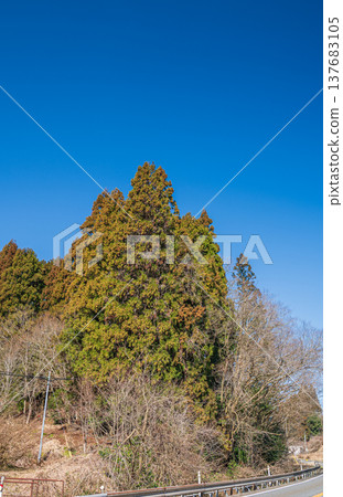 滋賀縣長濱市近江鹽津市奧琵琶湖的針葉林 137683105