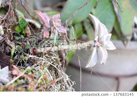 succulent plant types 137683145