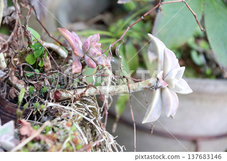 succulent plant types 137683146