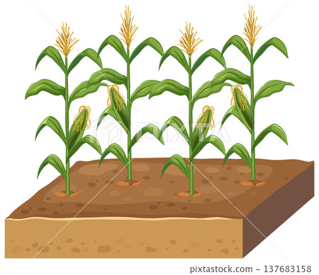 Vector Illustration of Corn Plants Growing in a Soil Cross Section 137683158