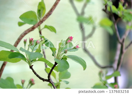 Red apple flower bud 137683258