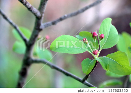 紅蘋果花苞 137683260