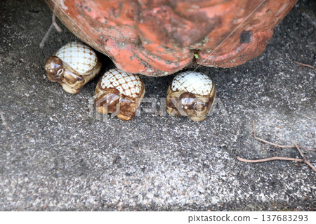 Turtle figurine in a decorative pot Turtle figurine in a decorative pot 137683293