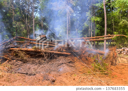 Smoke rises from smoldering logs during forest clearing activities in natural environment 137683355