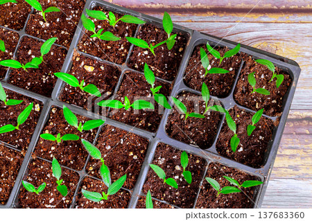Seedlings pepper grow in tray filled with soil on wooden surface in garden setting Seedlings pepper grow in tray filled with soil on wooden surface in garden setting 137683360