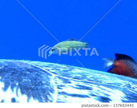 Green sea turtle shell and ornamental wrasse Green sea turtle shell and ornamental wrasse 137683445