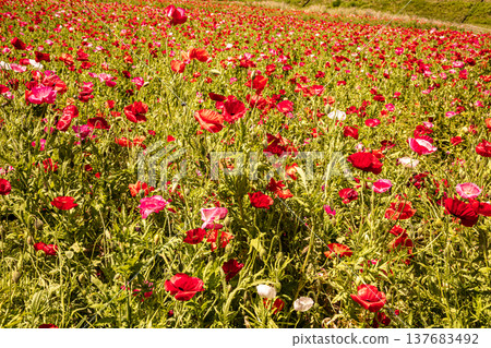 Light hits the delicate petals, causing them to shimmer in a multitude of colors; each petal seems to come alive and become translucent in the light. 137683492