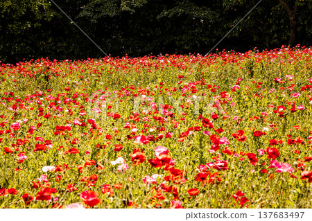 Light hits the delicate petals, causing them to shimmer in a multitude of colors; each petal seems to come alive and become translucent in the light. 137683497