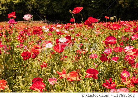 Light hits the delicate petals, causing them to shimmer in a multitude of colors; each petal seems to come alive and become translucent in the light. 137683508