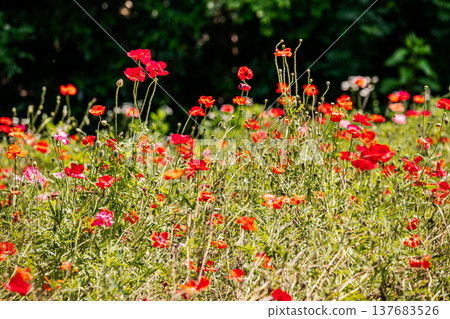 Light hits the delicate petals, causing them to shimmer in a multitude of colors; each petal seems to come alive and become translucent in the light. 137683526