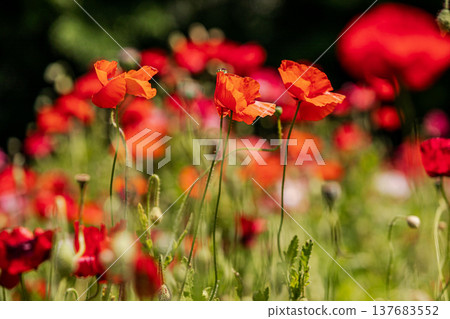 Light hits the delicate petals, causing them to shimmer in a multitude of colors; each petal seems to come alive and become translucent in the light. 137683552