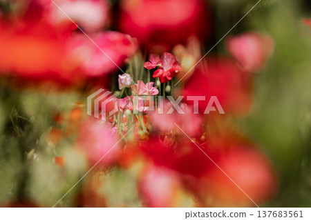 Light hits the delicate petals, causing them to shimmer in a multitude of colors; each petal seems to come alive and become translucent in the light. 137683561