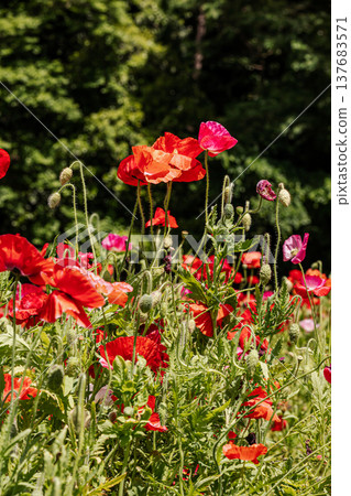 光線照射在嬌嫩的花瓣上,使它們閃爍著五彩繽紛的光芒;每一片花瓣彷彿都活了過來,在光線下變得半透明。 光線照射在嬌嫩的花瓣上,使它們閃爍著五彩繽紛的光芒;每一片花瓣彷彿都活了過來,在光線下變得半透明。 137683571