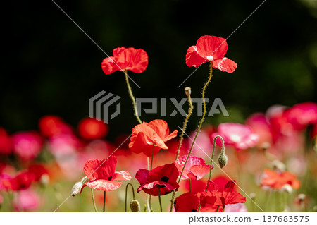 Light hits the delicate petals, causing them to shimmer in a multitude of colors; each petal seems to come alive and become translucent in the light. 137683575