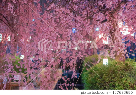 栃木縣宇都宮市釜川河床櫻花節 栃木縣宇都宮市釜川河床櫻花節 137683690