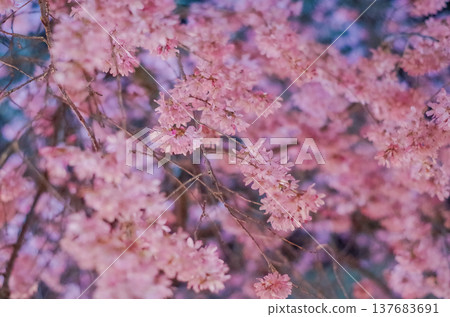 Kamagawa Riverbed Cherry Blossom Festival, Utsunomiya City, Tochigi Prefecture Kamagawa Riverbed Cherry Blossom Festival, Utsunomiya City, Tochigi Prefecture 137683691