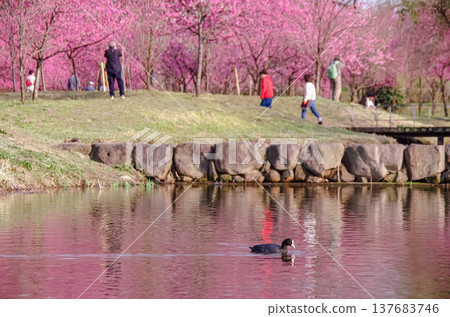 茨城縣古河市古河久保公園 茨城縣古河市古河久保公園 137683746