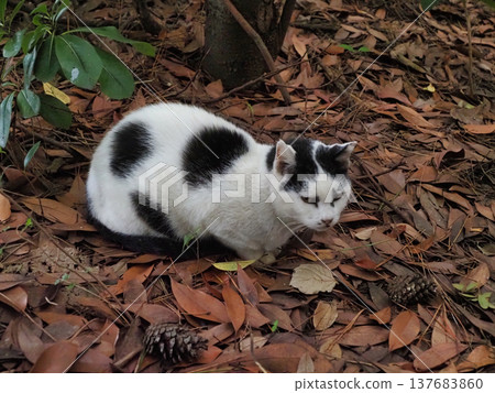 Stray cat sleeping on fallen leaves Stray cat sleeping on fallen leaves 137683860