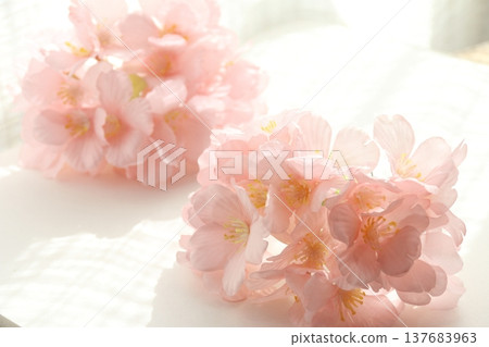 Cherry blossom background image Cherry blossom background image 137683963