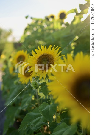 Sunflowers blooming towards the sun: A summer scene Sunflowers blooming towards the sun: A summer scene 137684049