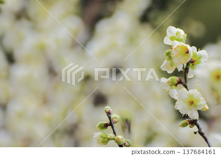 白梅花和花蕾的特寫 白梅花和花蕾的特寫 137684161