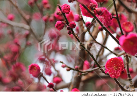 一枝李子樹,上面開滿了紅色的李花,花苞也正盛開。 一枝李子樹,上面開滿了紅色的李花,花苞也正盛開。 137684162
