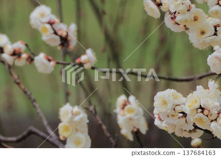 盛開的白梅花 盛開的白梅花 137684163