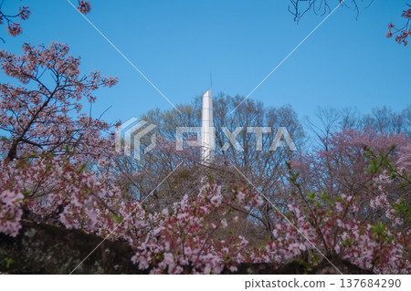 Nagamine Park, Yaita City, Tochigi Prefecture Cherry Blossom Season Nagamine Park, Yaita City, Tochigi Prefecture Cherry Blossom Season 137684290