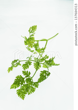 細葉芹葉,新鮮香草,置於白色背景上,芬芳的香草,烹飪和園藝圖片。 細葉芹葉,新鮮香草,置於白色背景上,芬芳的香草,烹飪和園藝圖片。 137684313