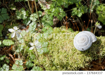 黃連和蝸牛 137684337