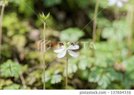 Baikaouren 137684338