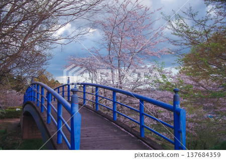 Springtime at Shiroyama Park in Motegi Town, Tochigi Prefecture Springtime at Shiroyama Park in Motegi Town, Tochigi Prefecture 137684359