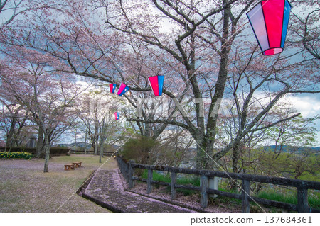 栃木縣茂木町城山公園的春天 栃木縣茂木町城山公園的春天 137684361