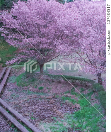 栃木縣茂木町城山公園的春天 137684517