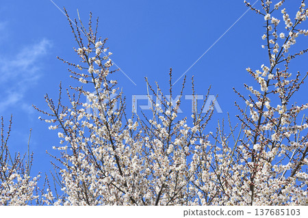Plum blossom  137685103