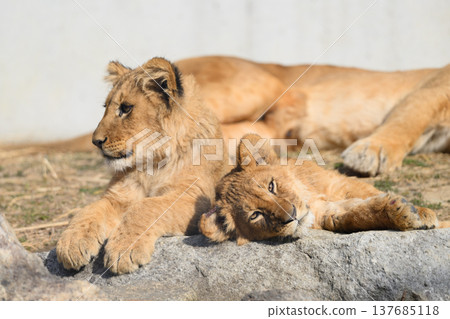 A brother and sister lion cub who are close friends A brother and sister lion cub who are close friends 137685118