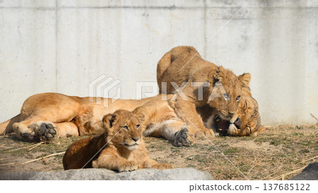 Lion cub nuzzling its mother Lion cub nuzzling its mother 137685122