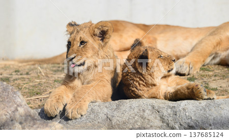A brother and sister lion cub who are close friends A brother and sister lion cub who are close friends 137685124