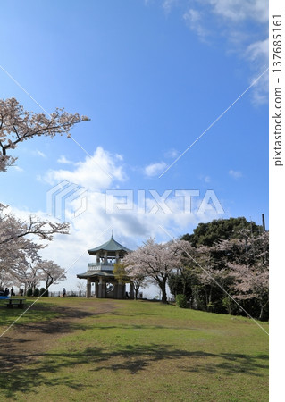 Cherry blossoms at Koboyama Park (Hadano City, Kanagawa Prefecture) Cherry blossoms at Koboyama Park (Hadano City, Kanagawa Prefecture) 137685161