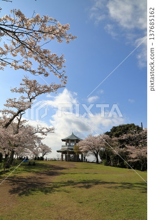 Cherry blossoms at Koboyama Park (Hadano City, Kanagawa Prefecture) Cherry blossoms at Koboyama Park (Hadano City, Kanagawa Prefecture) 137685162