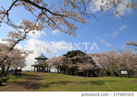 Cherry blossoms at Koboyama Park (Hadano City, Kanagawa Prefecture) Cherry blossoms at Koboyama Park (Hadano City, Kanagawa Prefecture) 137685163