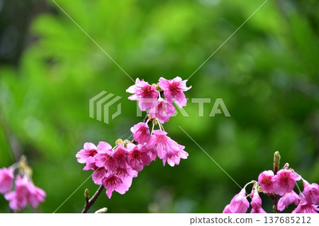 2026 Cherry Blossoms 2026 Cherry Blossoms 137685212