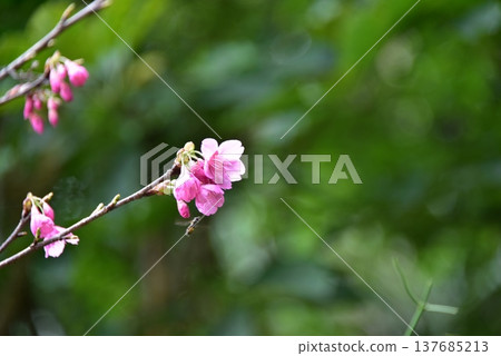 2026 Cherry Blossoms 2026 Cherry Blossoms 137685213